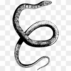 Drawn Snake Snake Png - Transparent Snake Drawing Png, Png Download - solid snake png