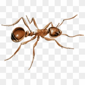 Ant Png Image - Transparent Ant High Resolution, Png Download - ant png
