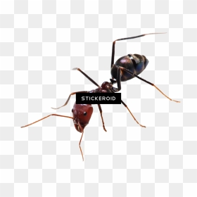 Ant Ants Insects - Transparent Background Ant Png, Png Download - ant png