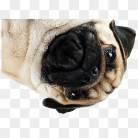 Png Pug Jpg Freeuse Stock - Pug Png, Transparent Png - pug png