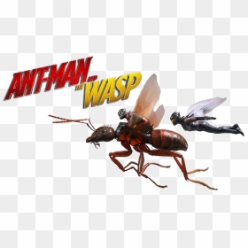 Transparent Ant-man Png - Antman And The Wasp Hd, Png Download - ant png