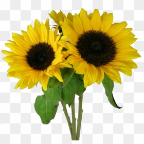 Sunflowers Png Image - Transparent Sunflower Clear Background, Png Download - sunflowers png