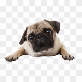 Perro, Png, And Pug Image - Raza Perro Men In Black, Transparent Png - pug png