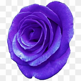 Rose Illustration, HD Png Download - purple rose png