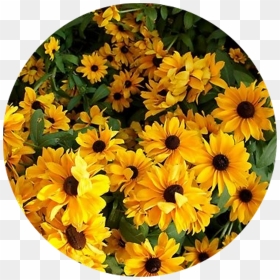 Transparent Aesthetic Flowers Png - Aesthetic Yellow Flower, Png Download - yellow flowers png