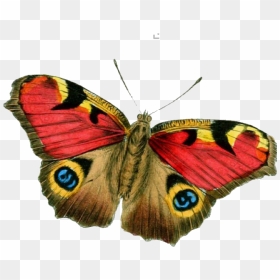 #butterfly #moth #moodboard #png #filler #moodboardfiller - Butterfly Vintage Png, Transparent Png - moth png