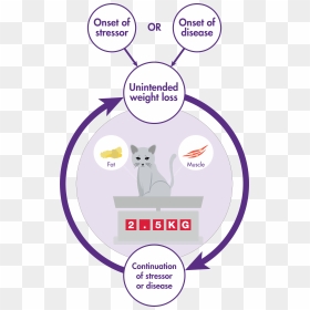 Domestic Short-haired Cat, HD Png Download - cat ears png