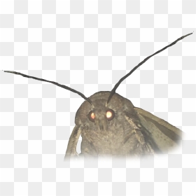 Moth Meme White Background , Png Download - Moth Meme Clear Background, Transparent Png - moth png