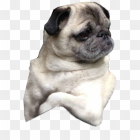 Transparent Pug Face Png - Transparent Pug Dog Png, Png Download - pug png