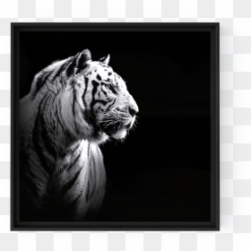 Transparent White Tiger Png - Tiger Portrait Black And White, Png Download - white tiger png