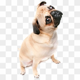 Thug Life Pug Png Image With Transparent Background - Pug Transparent Background, Png Download - pug png