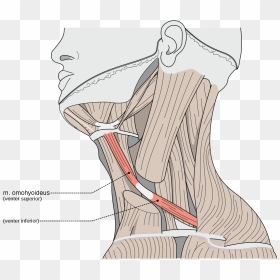 Stylohyoid Muscle , Png Download - Sternocleidomastoid Muscle, Transparent Png - muscle png