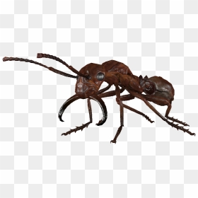 Dlc04 Encradant02smallred - Soldier Ant, HD Png Download - ant png