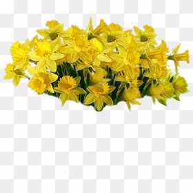 Yellow Cut Flowers Plant - Flores Amarillas Png, Transparent Png - yellow flowers png