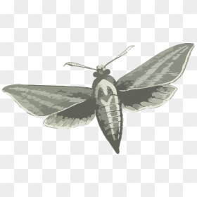Elephant Hawk Moth Clip Arts - Elephant Hawk Moth Insects Png, Transparent Png - moth png