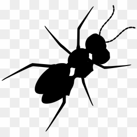 Ant , Png Download - Insect, Transparent Png - ant png