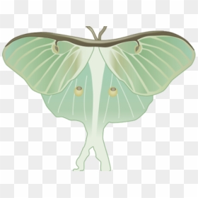 Luna Moth Clipart Transparent - Luna Moth Illustration, HD Png Download - moth png