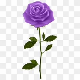Free Png Download Purple Rose With Stem Png Images - Purple Rose With Stem, Transparent Png - purple rose png