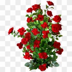 ♥ Tube Roses Rouges, Fleur Png - Rose Bush Transparent Background, Png Download - red roses png