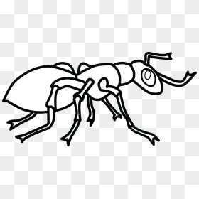 Free Clipart Of An Ant Free - Ant Clipart Black And White, HD Png Download - ant png