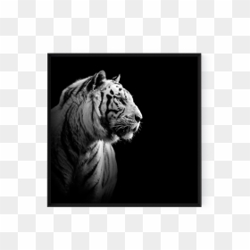 Photo The White Tiger - Tiger Portrait Black And White, HD Png Download - white tiger png