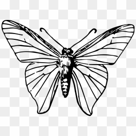 Monarch Butterfly Insect Clip - Black And White Moth Png, Transparent Png - moth png