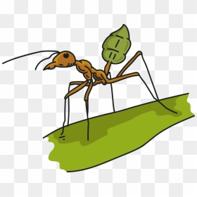 Sauna Clipart Ant, HD Png Download - ant png