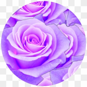 #purple #rose #circle #aesthetic - Aesthetic Purple Png, Transparent Png - purple rose png