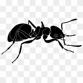 Ant Svg Clip Arts - Ant Logo Png, Transparent Png - ant png
