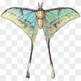 Butterfly Luna Moth Insect Comet Moth - Butterfly With Long Wings, HD Png Download - moth png