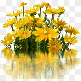 Transparent Yellow Flowers Png - Nature Flowers Bunch Png, Png Download - yellow flowers png