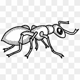Lineart Clip Arts - Black And White Ant Clip Art, HD Png Download - ant png