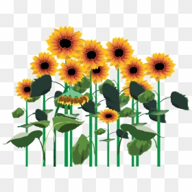 Sunflowers Png Clipart , Png Download - Transparent Sunflower Field Png, Png Download - sunflowers png