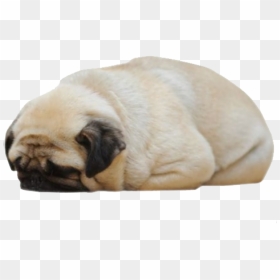Pug Stickers, HD Png Download - pug png