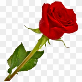 Rosa Vermelha Em Png, Transparent Png - rosas png