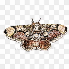 Moth - Butterfly, HD Png Download - moth png