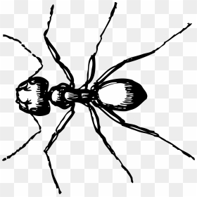Barry R Noon - Ant Clip Art, HD Png Download - ant png