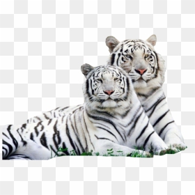 Beautiful Lion And Tiger, HD Png Download - white tiger png