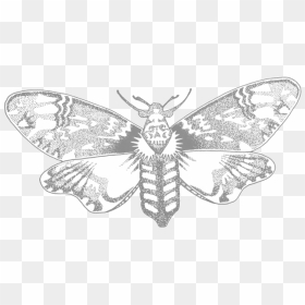 Moth, HD Png Download - moth png