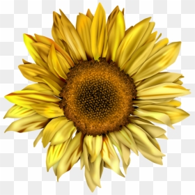 Watercolor Sunflower Png, Transparent Png - sunflowers png