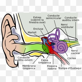 Human Ear Structure Hd, HD Png Download - cat ears png