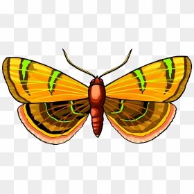 Butterfly,symmetry,moth - Butterflies, HD Png Download - moth png
