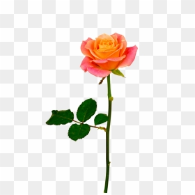 Rosas Naranjas Y Rosas , Png Download - Orange Rose Flower Png, Transparent Png - rosas png