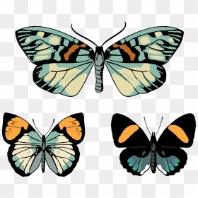 Papilio, HD Png Download - moth png
