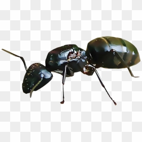 Ant Png, Transparent Png - ant png