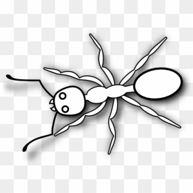 Thumb Image - Printable Ant Clipart Black And White, HD Png Download - ant png