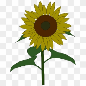 Sunflower Sun Clipart Clip Freeuse Stock Sunflower - Clipart Images Of Sunflower, HD Png Download - sunflowers png