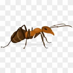Ant Insect X-faktor - Ant Vector Image Png, Transparent Png - ant png