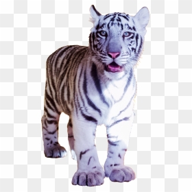 White Tiger Pub Cut-out - White Tiger, HD Png Download - white tiger png