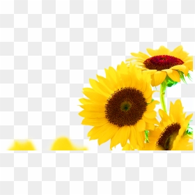 Free Free 256 Transparent Background Realistic Sunflower Svg SVG PNG EPS DXF File